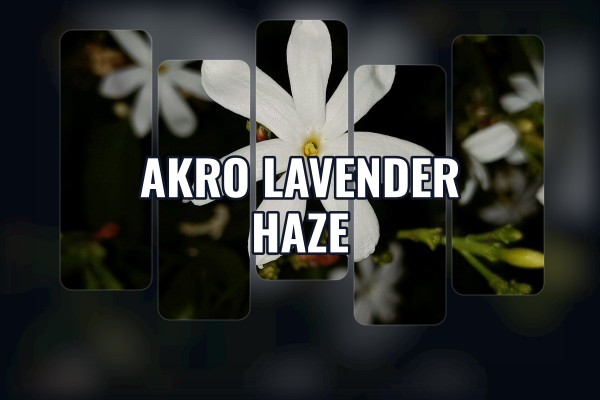 Akro - Lavender Haze